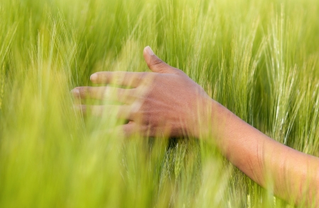 Proof of The Link Between Grains and Diabetes